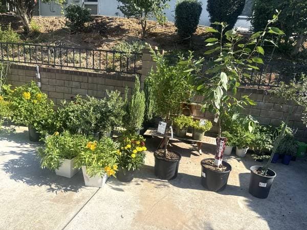 Plant sale 50% sat 7/18